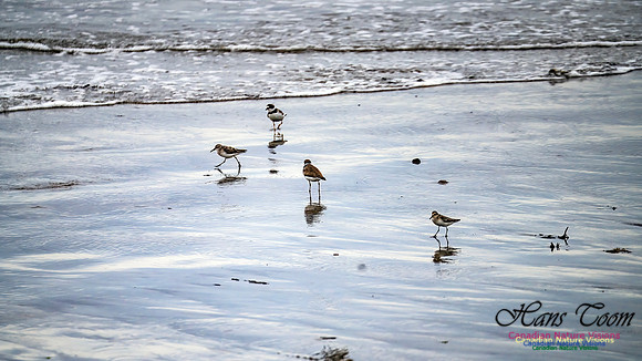 Shorebirds of Hurricane Erin 107