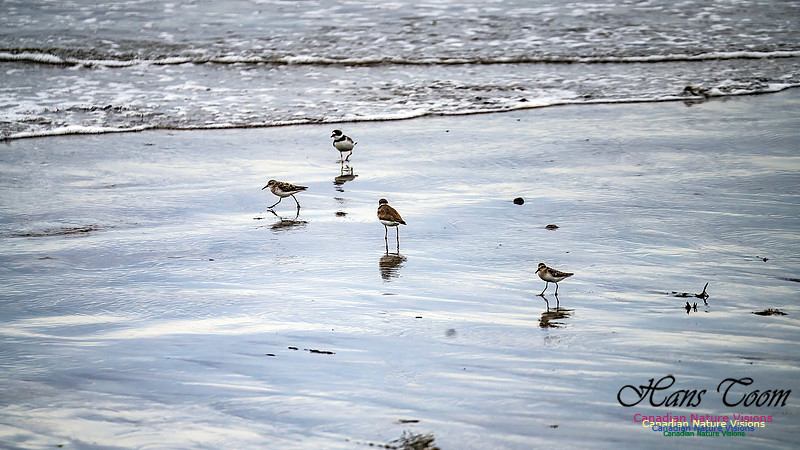 Shorebirds of Hurricane Erin 107