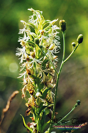 Ragged Fringed Orchid 102