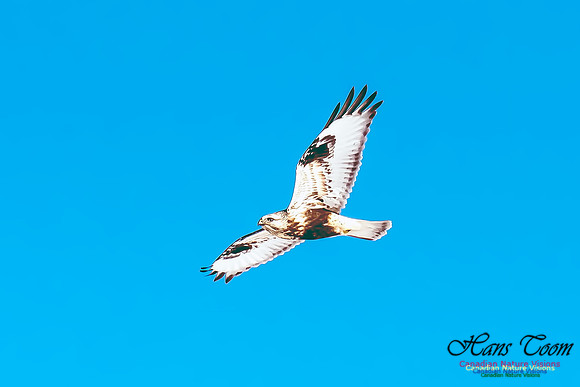 Rough-legged Hawk