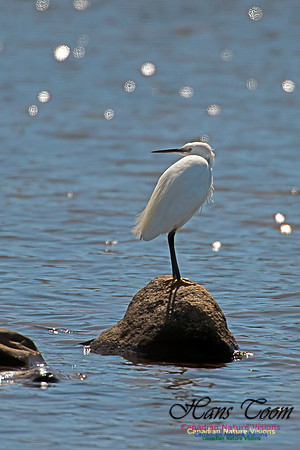 Little Egret