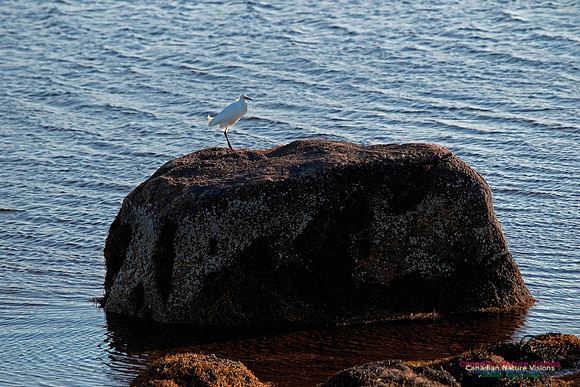 Snowy Egret