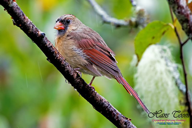 Northern Cardinal