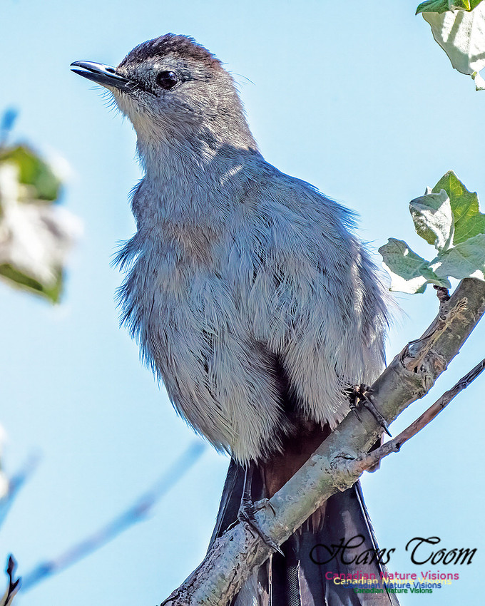 Grey Catbird 102