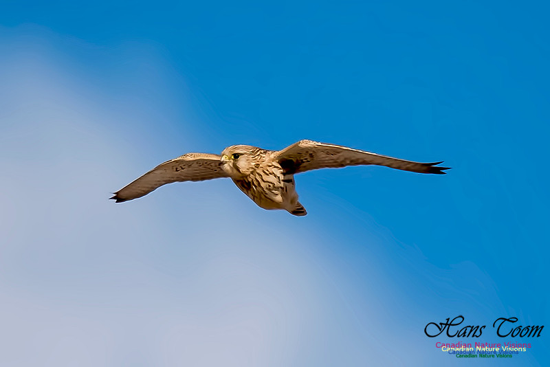 Eurasian Kestrel