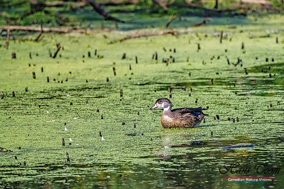 Wood Duck 500