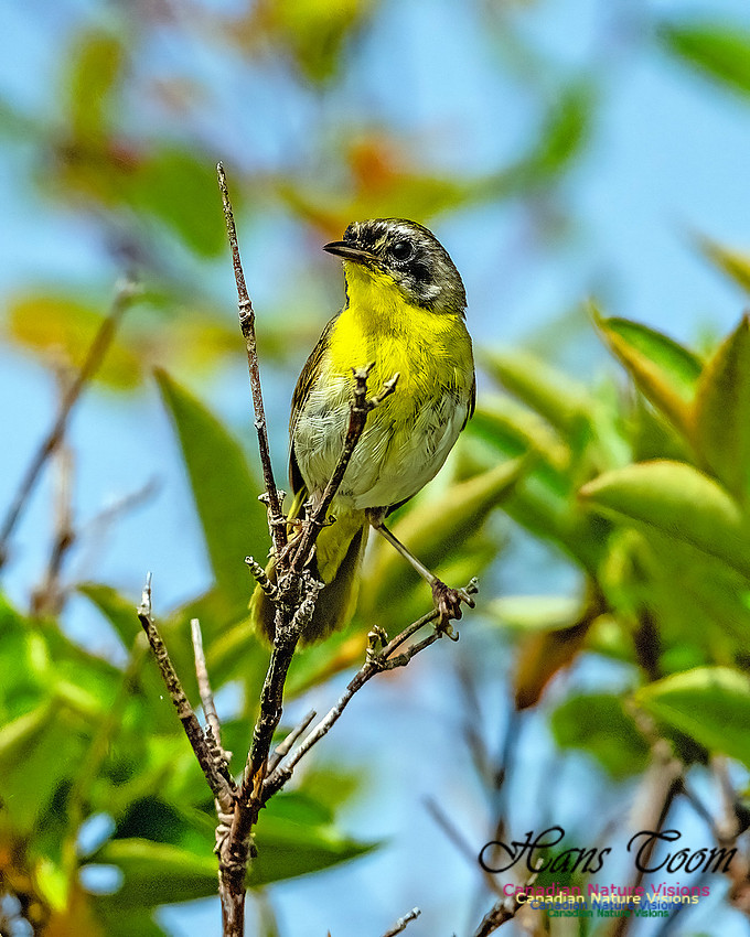 Common Yellowthroat 850