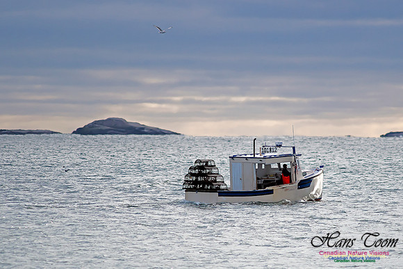Laying Lobster Traps