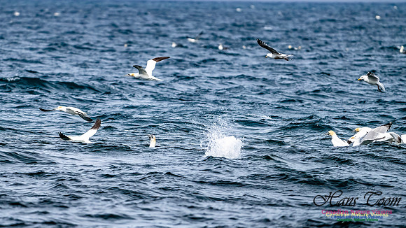 St. Vincent Whales and Gannets 127