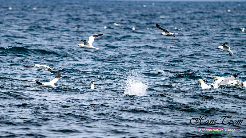 St. Vincent Whales and Gannets 127