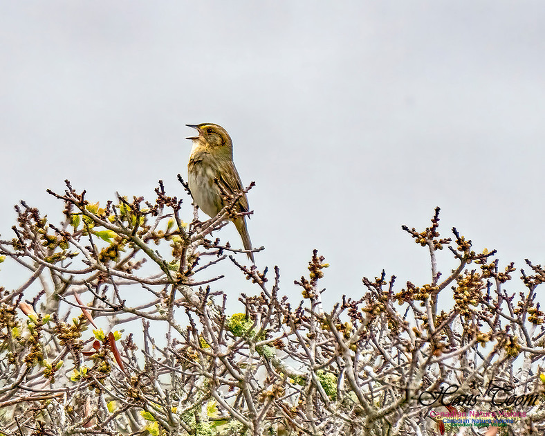 Nelson's Sparrow 351