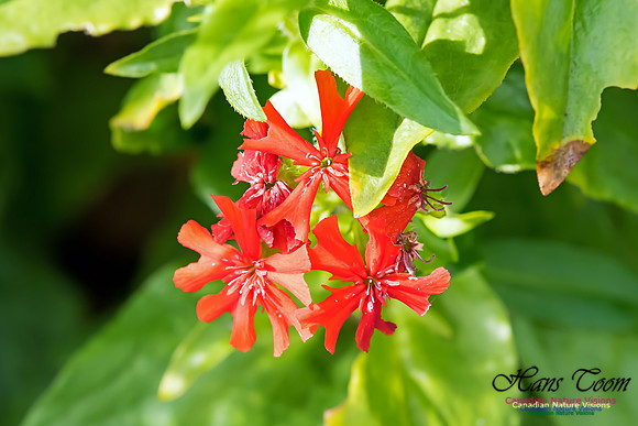 Scarlet Lychnis