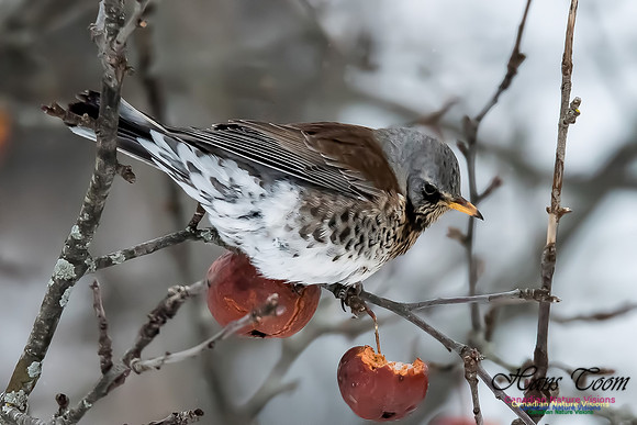 Fieldfare