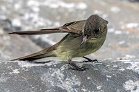 Eastern Wood-Pewee
