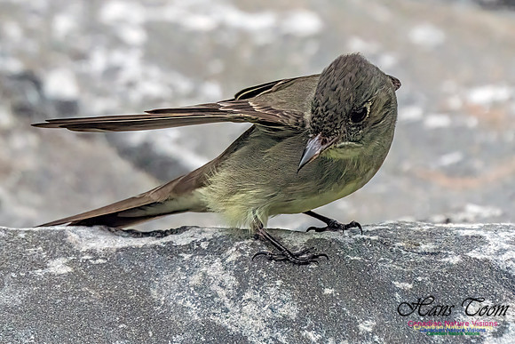 Eastern Wood-pewee 104