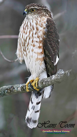 Sharp-shinned Hawk 2