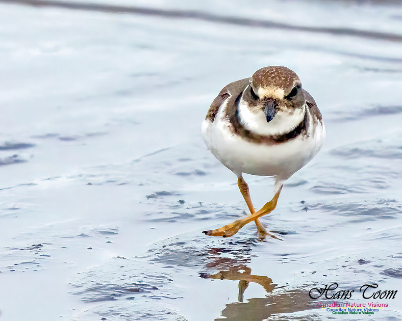 Semipalmated Plover 353