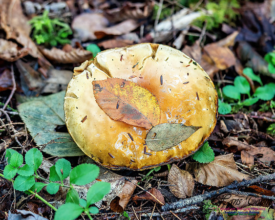 Fungus Walk In the Woodland 120