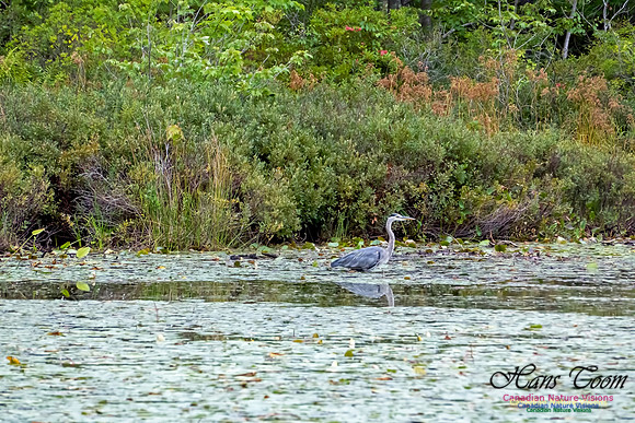 Great Blue Heron 100