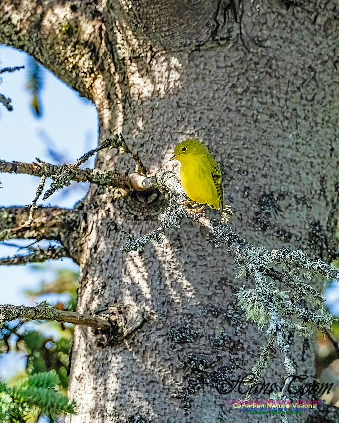 Yellow Warbler 104