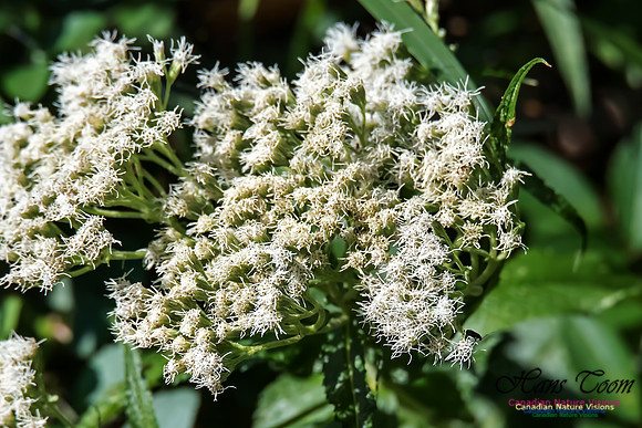 Joe Pye Weed