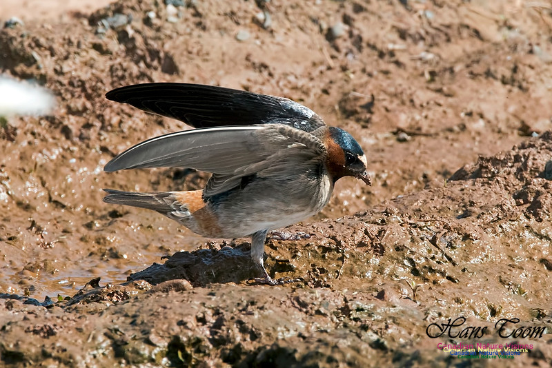Cliff Swallow