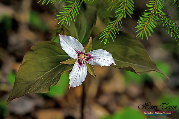 Painted Trillium 103