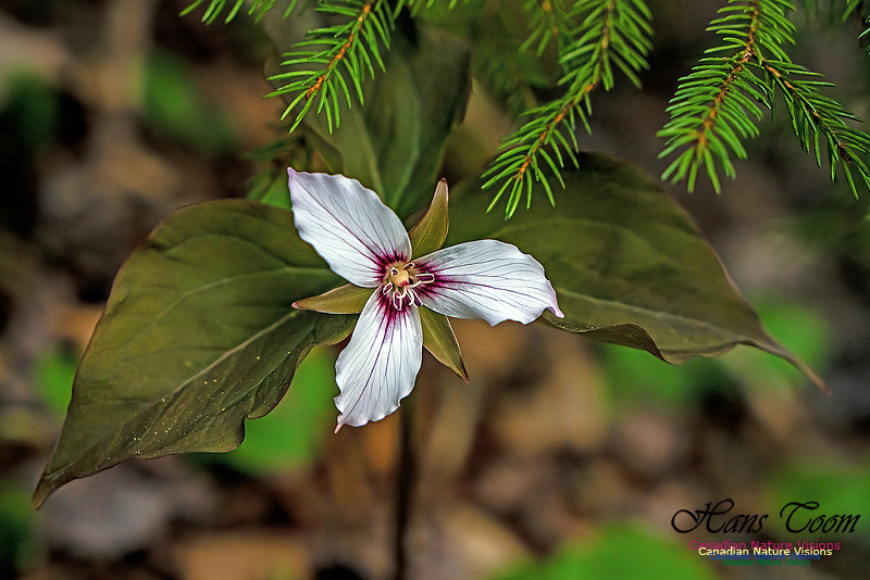 Painted Trillium 103