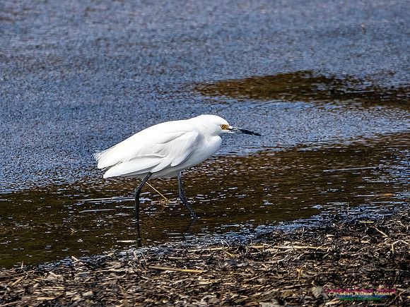 Snowy Egret 103