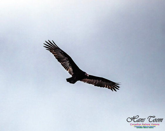 Turkey Vulture 103