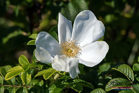 Wild Rose