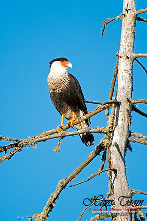 Crested Caracara