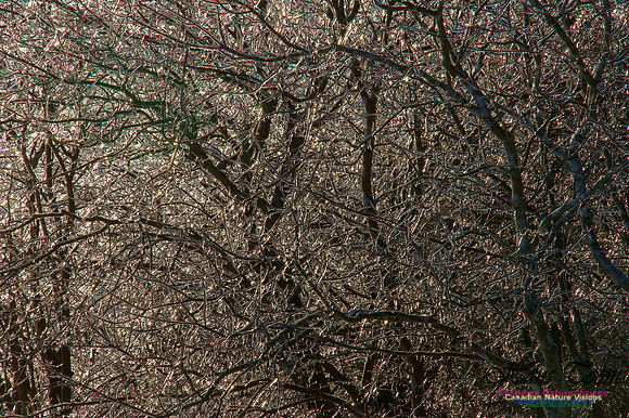 Ice Crystals