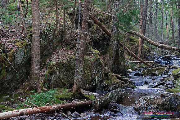 Wetlands Trail Mount Uniacke