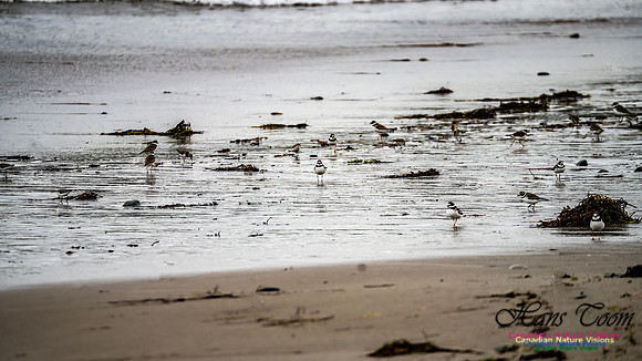 Shorebirds of Hurricane Erin 105