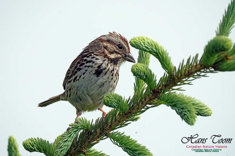 Song Sparrow 100