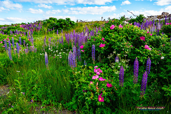 Beach Ridge Wildflowers 100