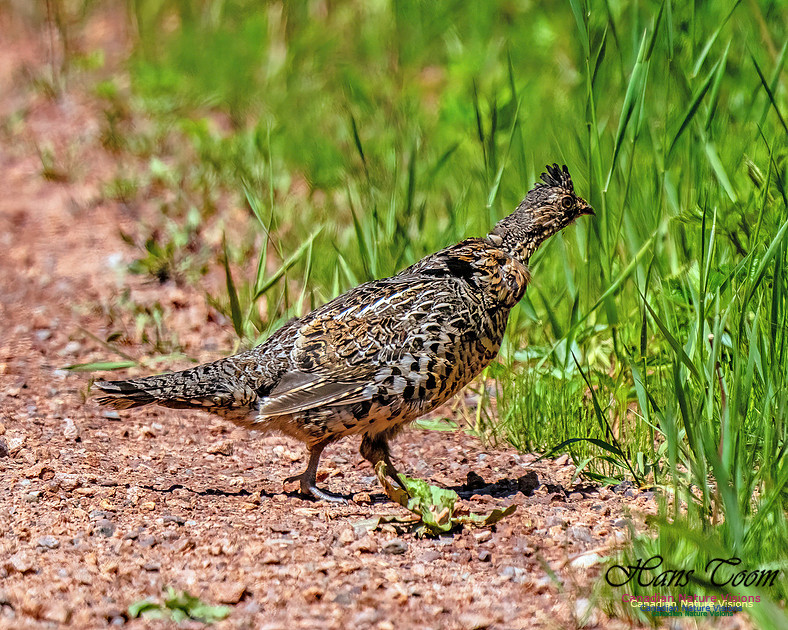 Ruffed Grouse 100