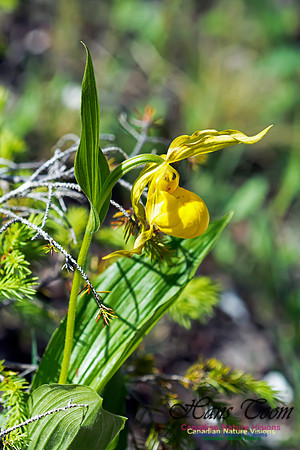 YellowLady's-SlipperOrchid30