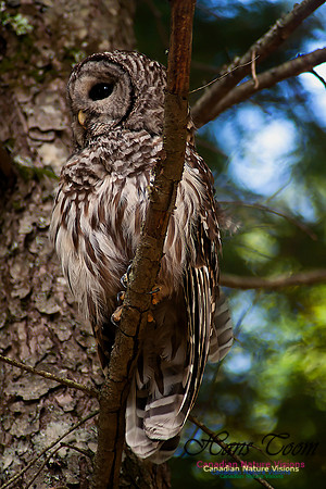 Barred Owl