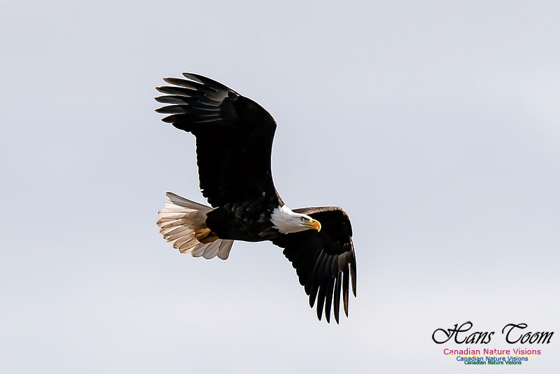 Bald Eagle