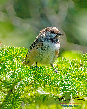 Boreal Chickadee 251