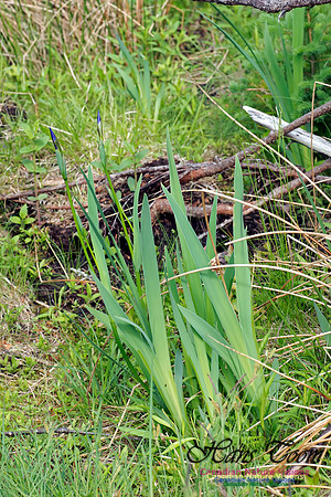 Iris Blue Flag