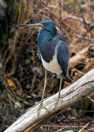 Tricoloured Heron 20