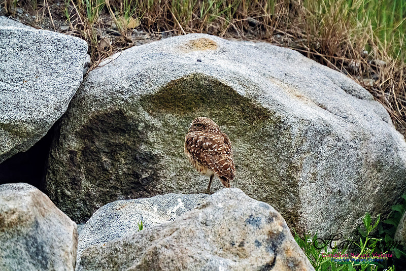 Burrowing Owl 116