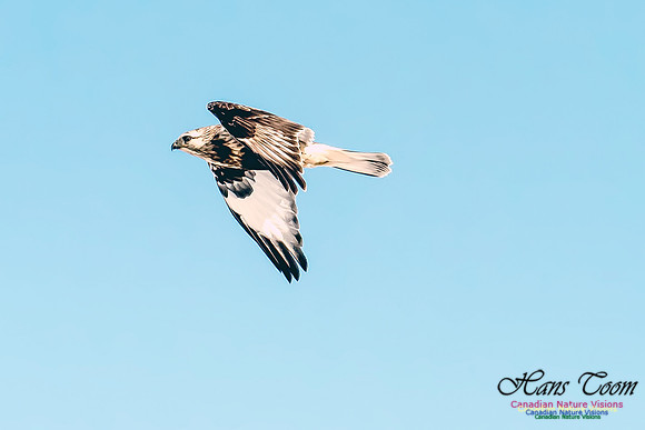 Rough-legged Hawk