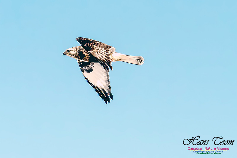 Rough-legged Hawk