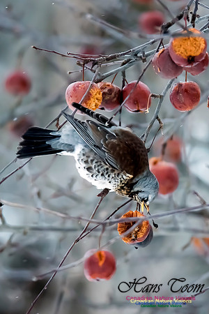 Fieldfare