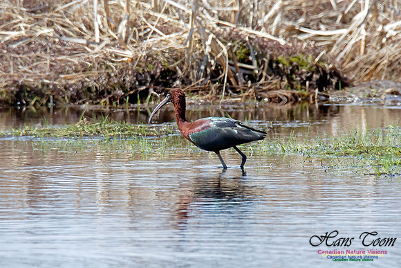 Glossy Ibis