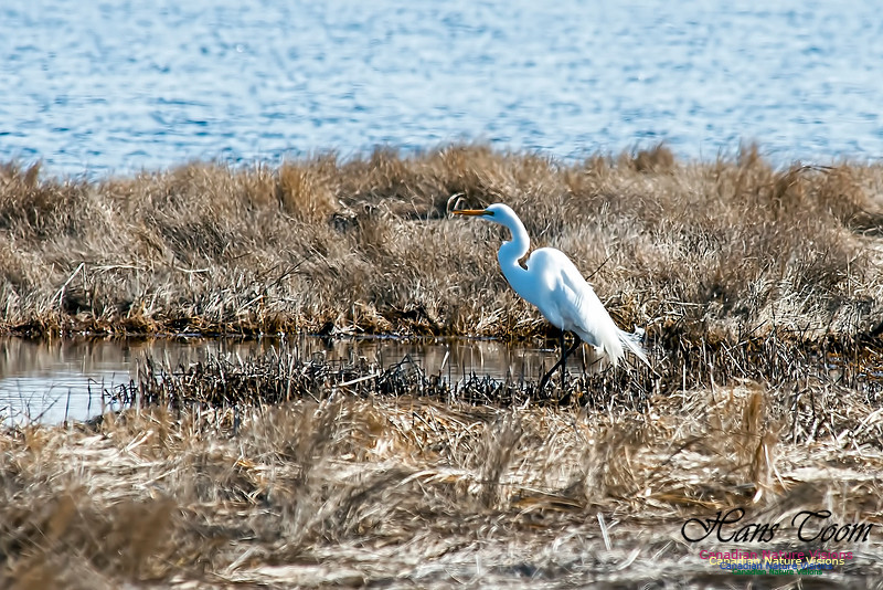 Great Egret